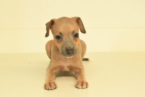 Petland Largo Florida Italian Greyhound puppy available