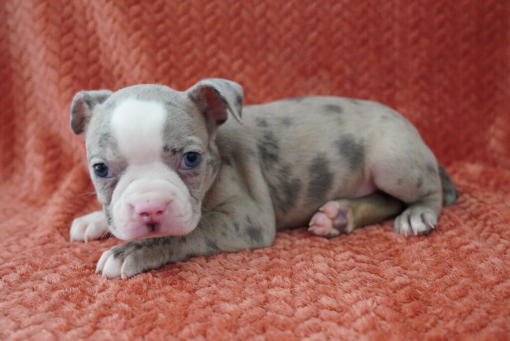 Pixie - Boston English Bulldog