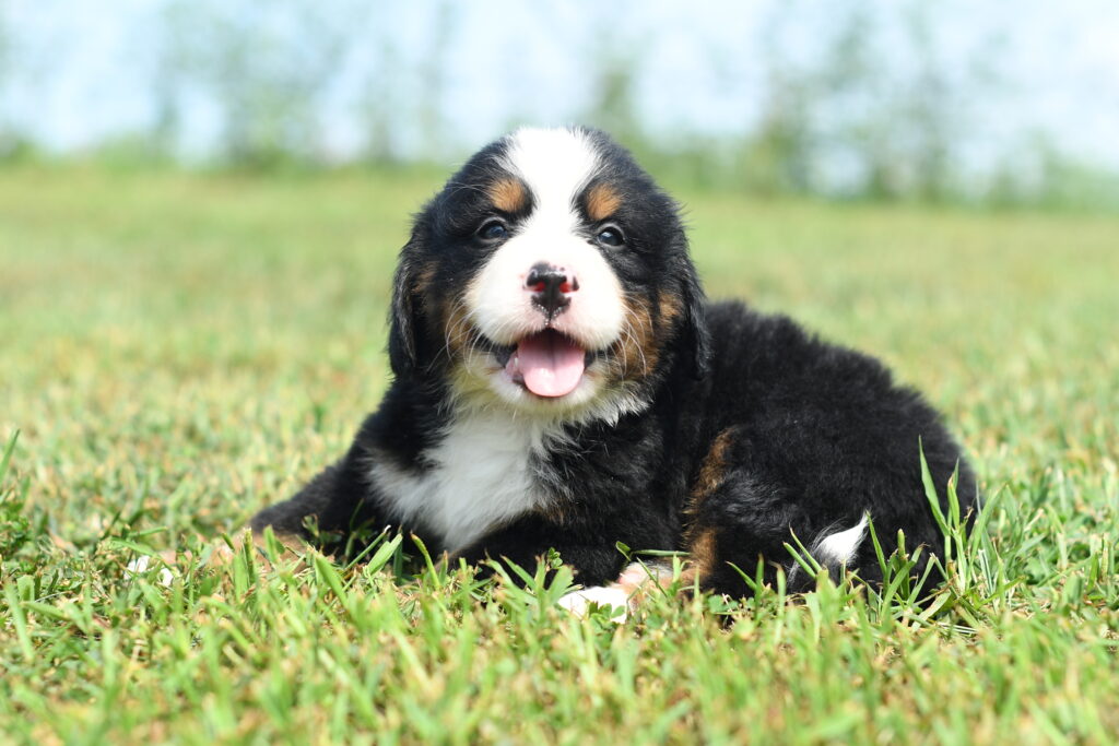 Denver - Bernese Mountain Dog