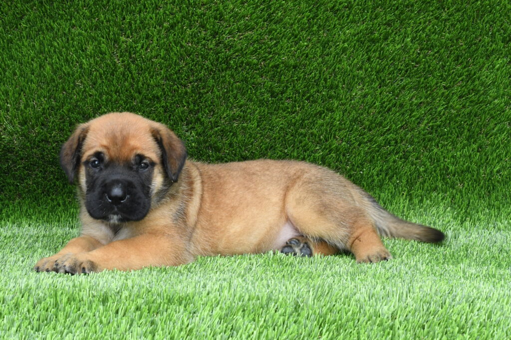 Alden - Bullmastiff