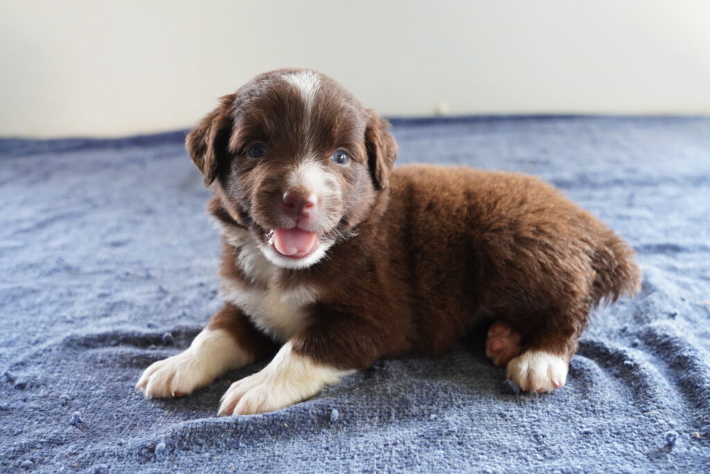 Destiny - Australian Shepherd