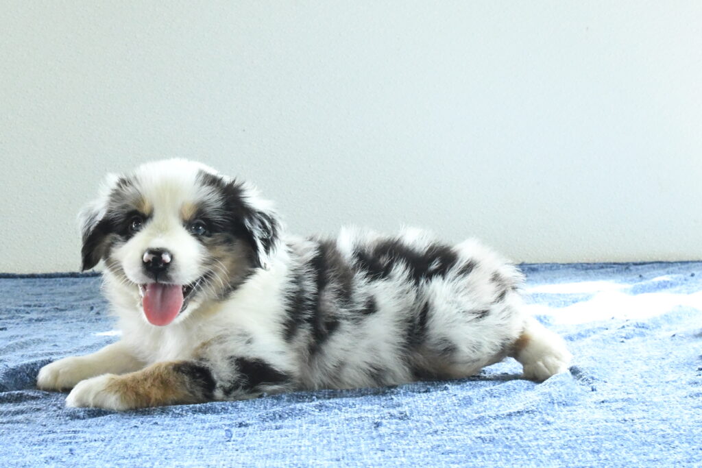 Riley - Australian Shepherd