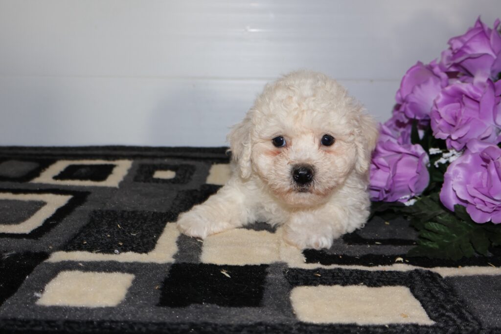 Dane - Bichon Frise