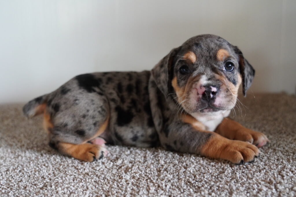 Brooklyn - Beabull 2nd Gen