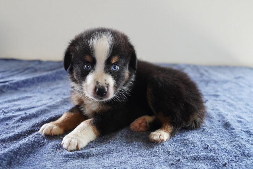 Jake - Australian Shepherd