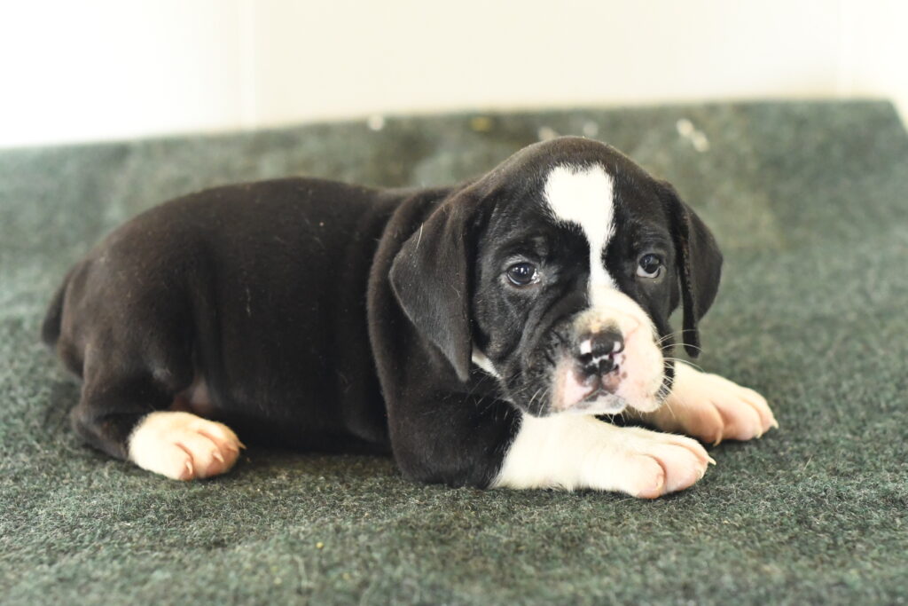 Mocha - Beabull 2nd Gen