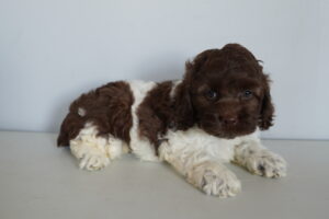 Petland Largo Florida Cockapoo puppy available
