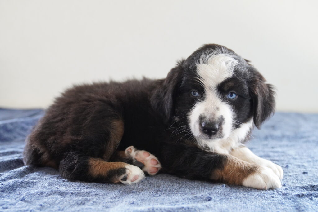 Gus - Australian Shepherd
