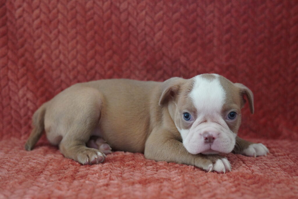 Sammy - Boston English Bulldog