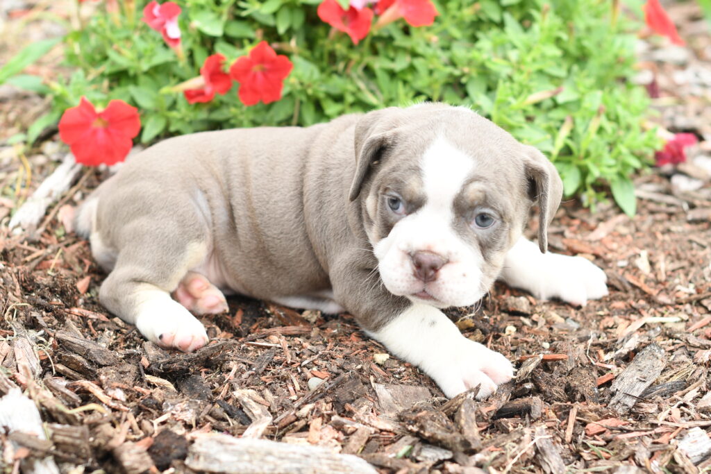 Darla - Beabull 2nd Gen