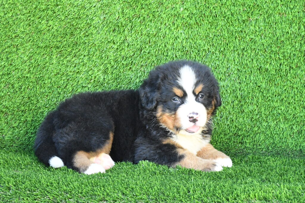 Carter - Bernese Mountain Dog