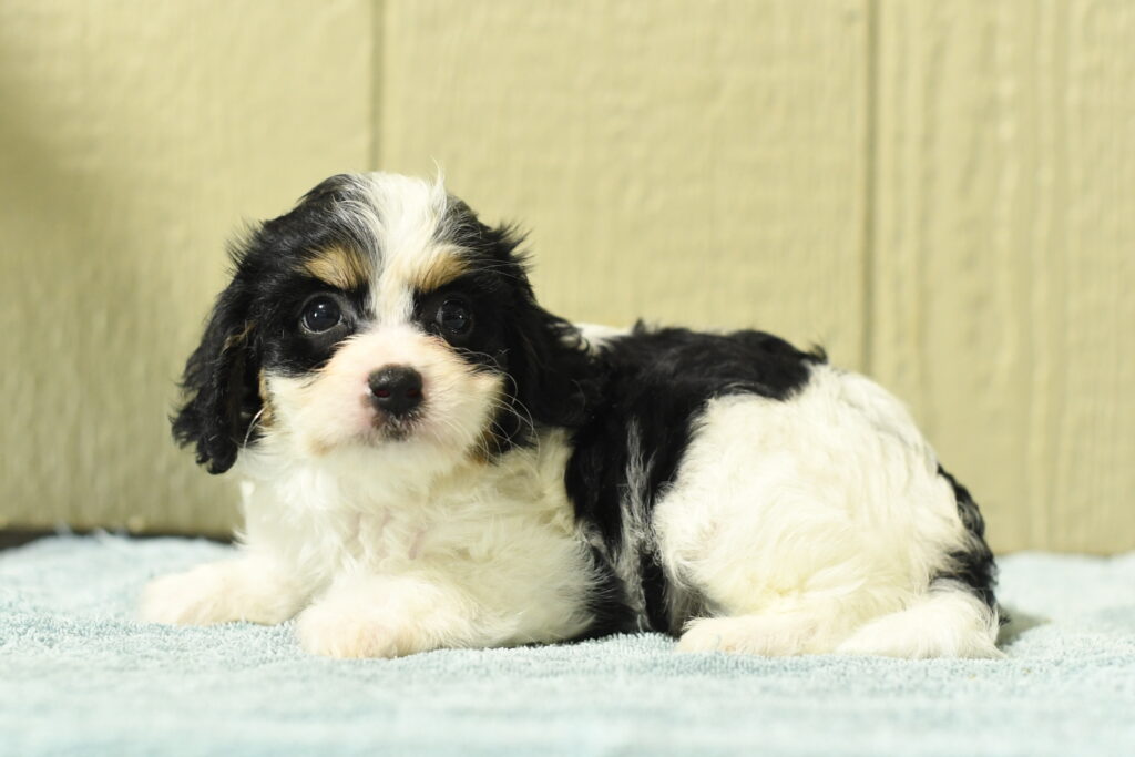 Mackenzie - Cavachon