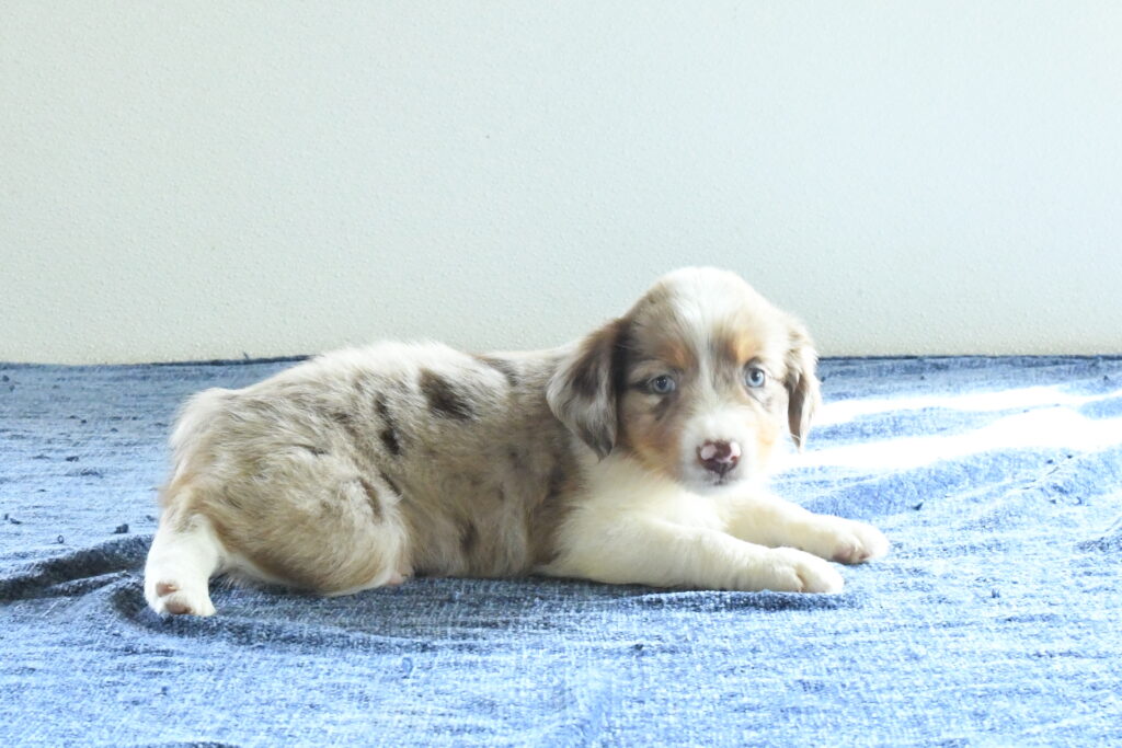Chloe - Australian Shepherd