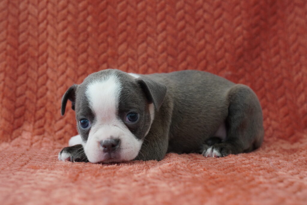 Shiloh - Boston Terrier