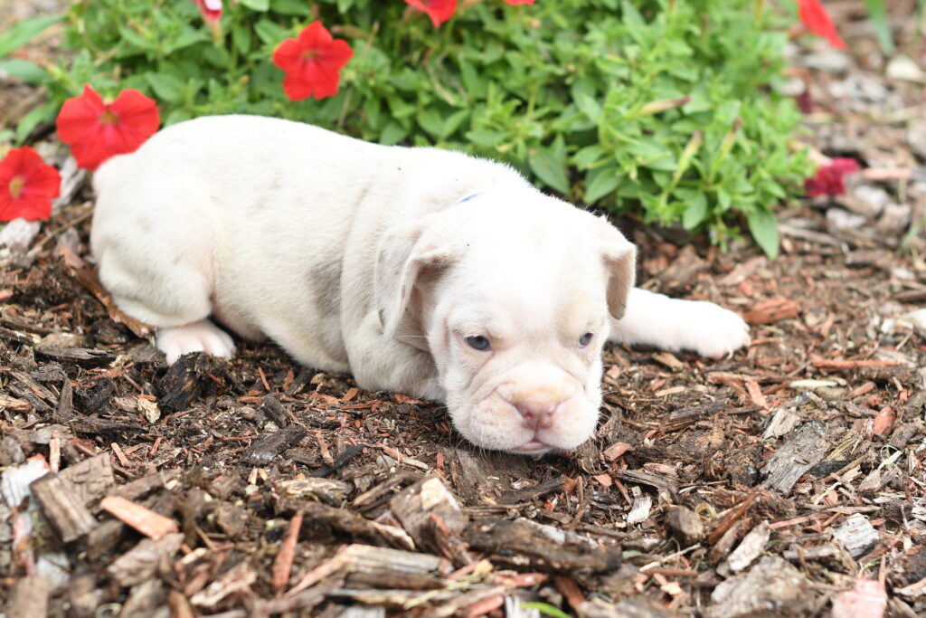 Sandy - Beabull 2nd Gen