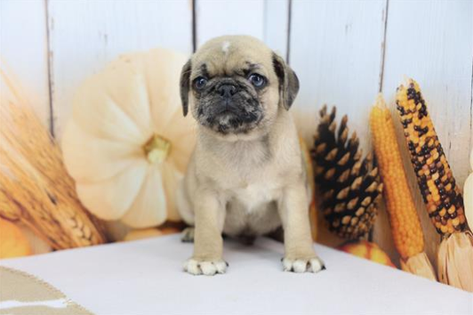 Gordie - Pug