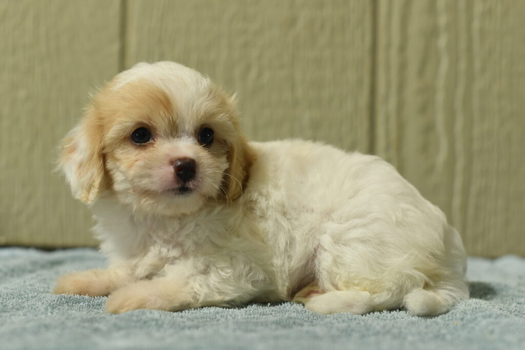 Brooklyn - Cavachon