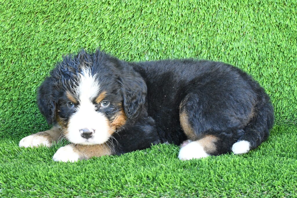 Princess - Bernese Mountain Dog