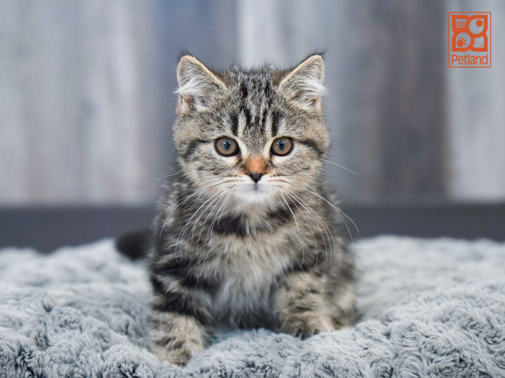 Shiloh - Exotic/Siberian