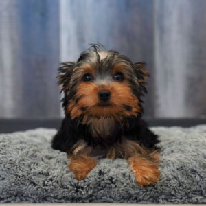 Rex — Yorkshire Terrier — Largo
