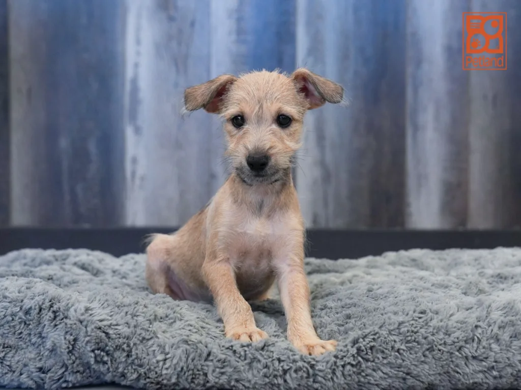Harvey - Italian Greyhound/Miniature Schnauzer