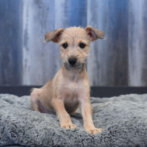 Harvey — Italian Greyhound/Miniature Schnauzer — Largo