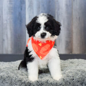 Prince — Mini Aussiedoodle — Largo