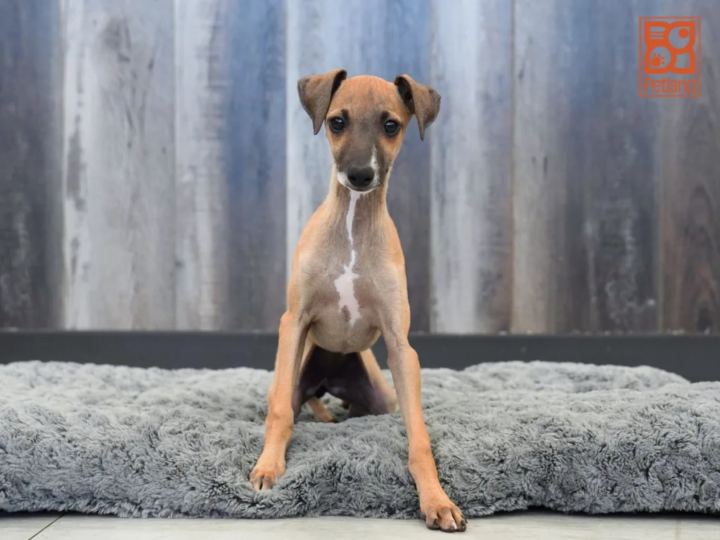 Rosie - Italian Greyhound