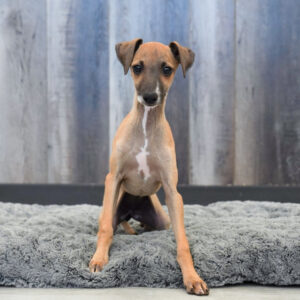 Rosie — Italian Greyhound — Largo