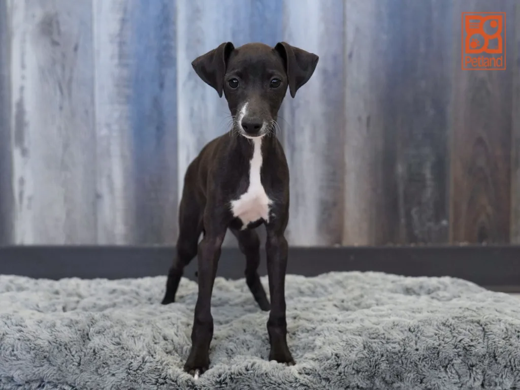 Buddy - Italian Greyhound