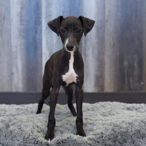 Buddy — Italian Greyhound — Largo