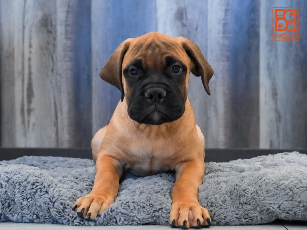 Pepper - Bullmastiff