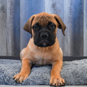 Pepper — Bullmastiff — Largo