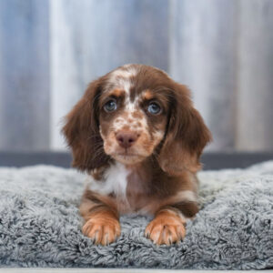 Huck — Dachshund — Largo