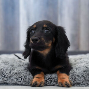 Gemma — Dachshund — Largo
