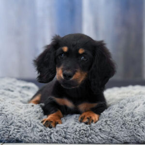 Kate — Dachshund — Largo