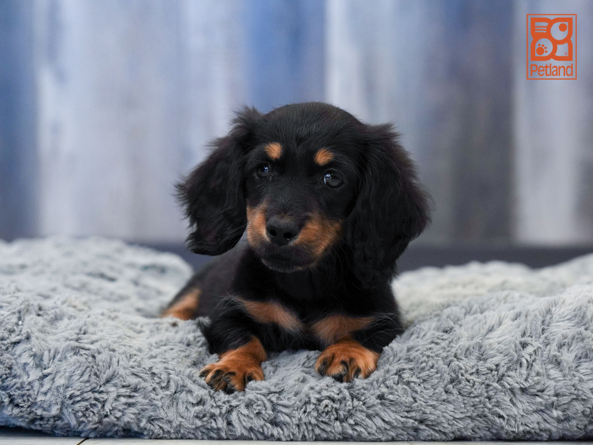 Dachshund in Bonita Springs, FL