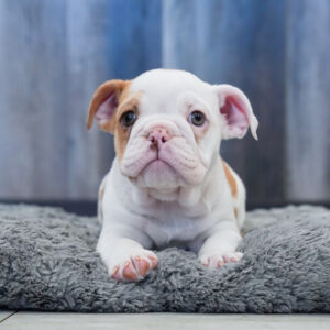 Daisy — Victorian Bulldog — Largo
