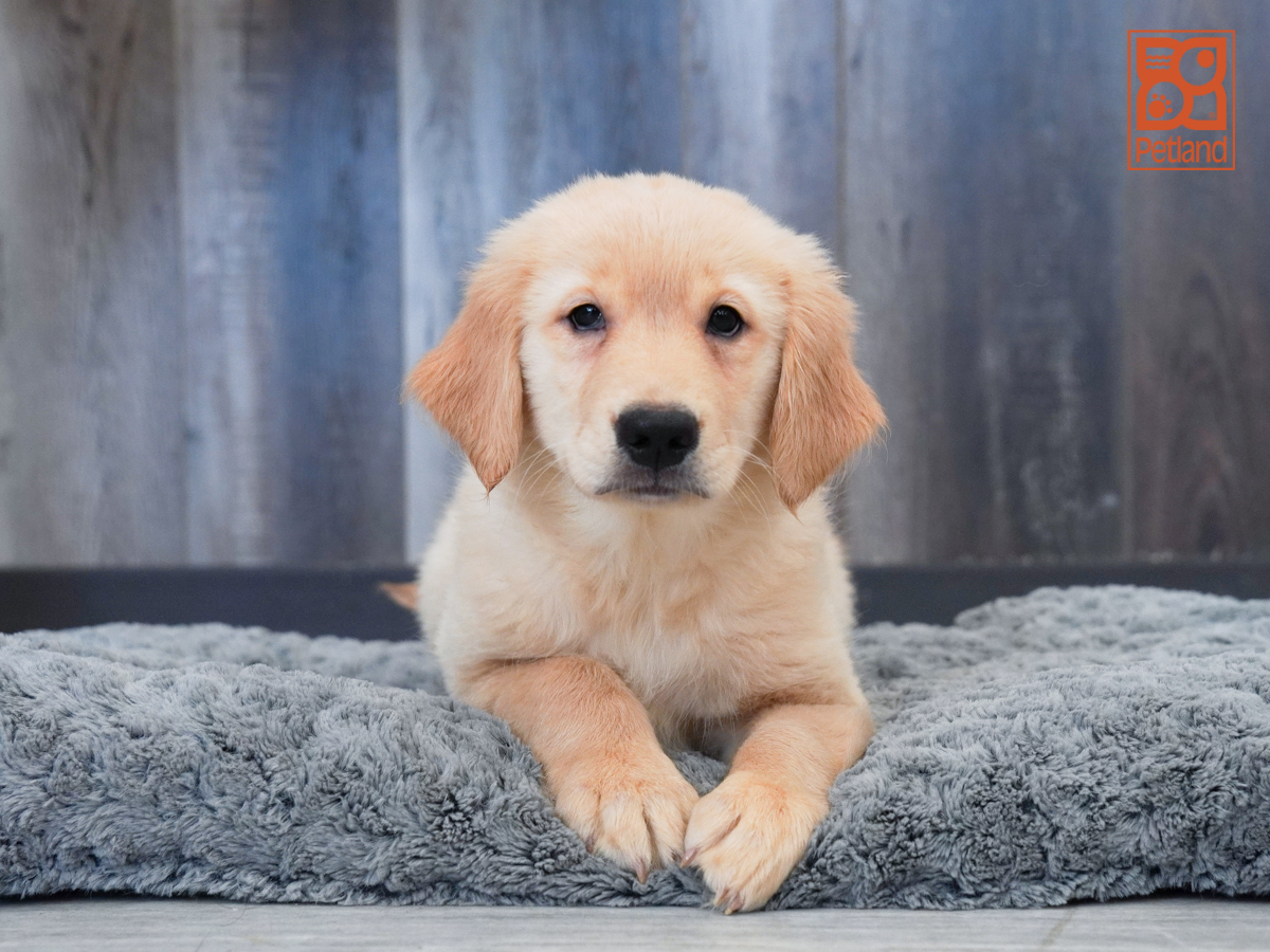 Golden Retriever in Bonita Springs, FL