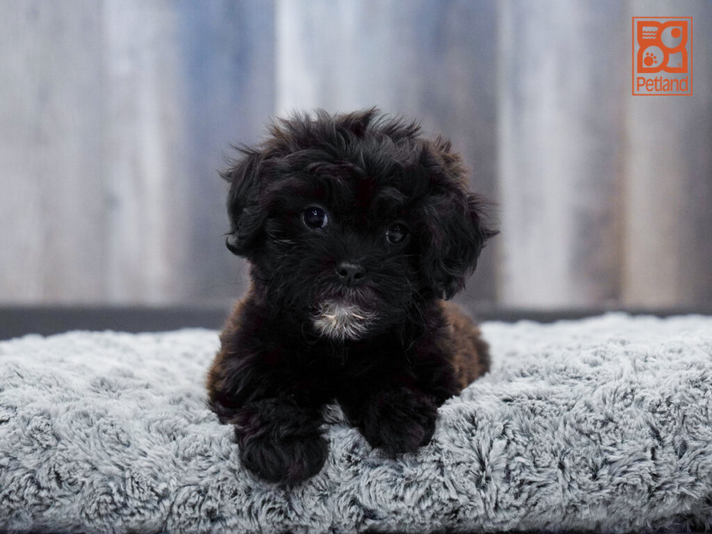 Hershey - ShihPoo