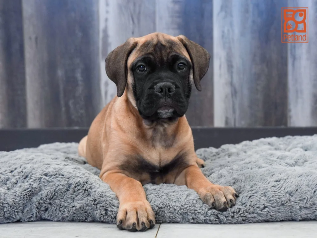 Ginger - Bullmastiff