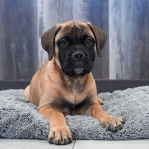 Ginger — Bullmastiff — Largo