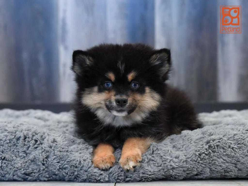 Harper - Pomsky 2nd Gen
