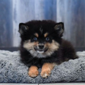 Harper — Pomsky 2nd Gen — Largo