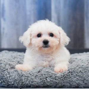 Peanut — Bichon Frise — Largo