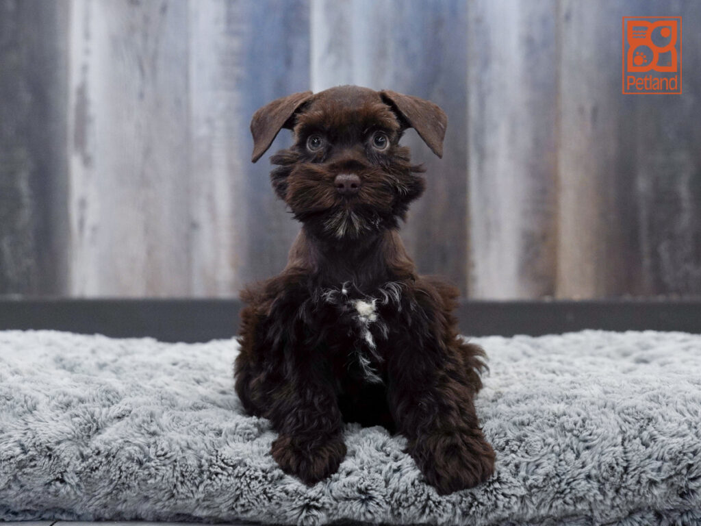 Maddie - Mini Schnauzer
