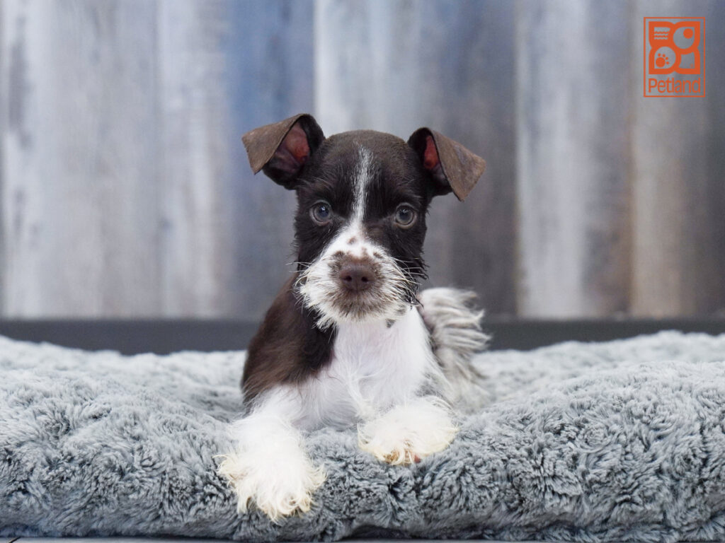 Elmer - Mini Schnauzer