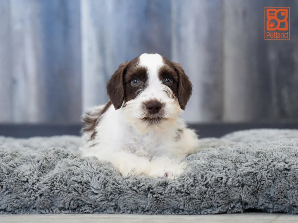 Sammy - Mini Schnauzer