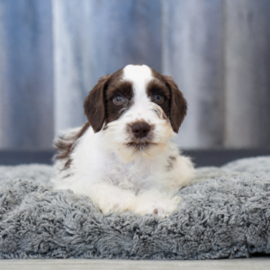 Sammy — Mini Schnauzer — Largo