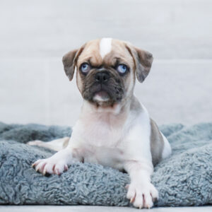 Nellie — Pug — Largo
